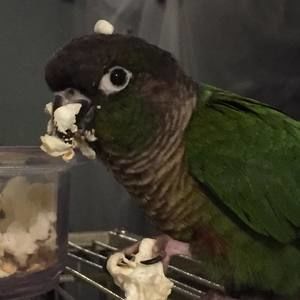 Meet your Posher, Chandra